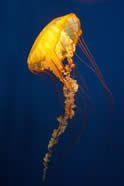 Jellyfish