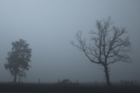 Autumn Fog