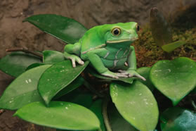 Waxy Monkey Frog