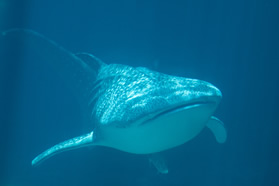 Whale Shark